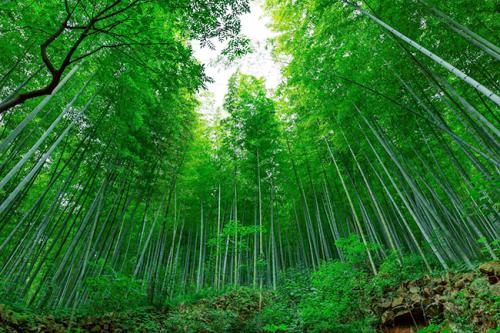 ◆西安鯨魚溝竹海景區(qū)(AAA級旅游景區(qū))